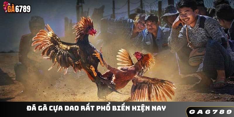 Đá gà cựa dao rất phổ biến hiện nay