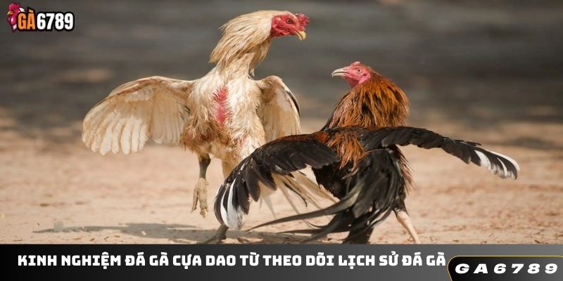 Kinh nghiệm đá gà cựa dao từ theo dõi lịch sử đá gà