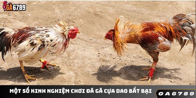 Một số kinh nghiệm chơi đá gà cựa dao bất bại