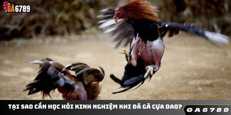 Tại sao cần học hỏi kinh nghiệm khi đá gà cựa dao?