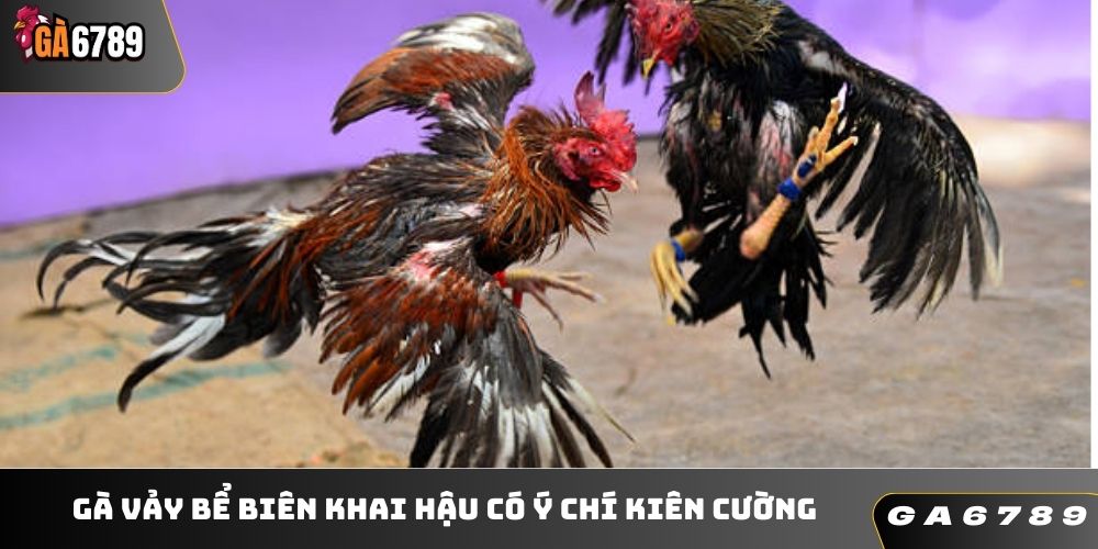 Gà vảy bể biên khai hậu có ý chí kiên cường