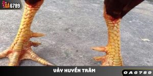 Vảy Huyền Trâm - Chiến Kê Vip Tại Các Trận Đấu Quan Trọng